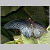 Papilio memnon - Asien - emmen-nl 03.jpg